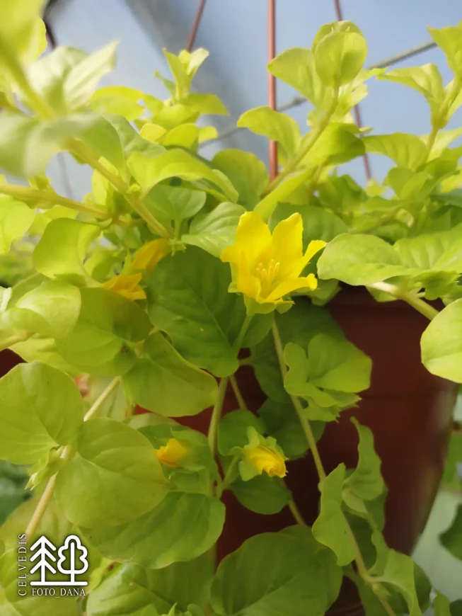 Lysimachia nummularia